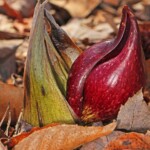 Skunk Cabbage<br />Photo by Judy Gallager