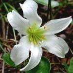 Atamasco Lily - Photo by John Hayden