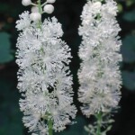 Black Cohosh - Photo by John Hayden