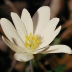 Bloodroot - Photo by Scally A. Maurice