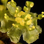 Spicebush - Photo by John Hayden