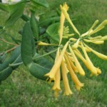 Coral honeysuckle (Lonicera sempervirens) Coral honeysuckle (Lonicera sempervirens)