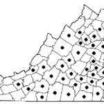Coral honeysuckle (Lonicera sempervirens)