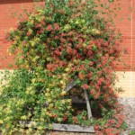 Coral honeysuckle (Lonicera sempervirens) Coral honeysuckle (Lonicera sempervirens)