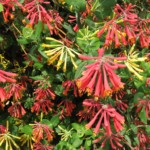 Coral honeysuckle (Lonicera sempervirens) Coral honeysuckle (Lonicera sempervirens)