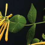 Coral honeysuckle (Lonicera sempervirens) Coral honeysuckle (Lonicera sempervirens)