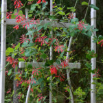 Coral honeysuckle (Lonicera sempervirens) Coral honeysuckle (Lonicera sempervirens)