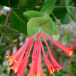 Coral honeysuckle (Lonicera sempervirens) Coral honeysuckle (Lonicera sempervirens)