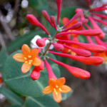 Coral honeysuckle (Lonicera sempervirens) Coral honeysuckle (Lonicera sempervirens)