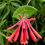 Coral honeysuckle (Lonicera sempervirens) Coral honeysuckle (Lonicera sempervirens)