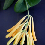 Coral honeysuckle (Lonicera sempervirens) Coral honeysuckle (Lonicera sempervirens)