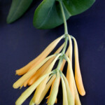 Coral honeysuckle (Lonicera sempervirens) Coral honeysuckle (Lonicera sempervirens)