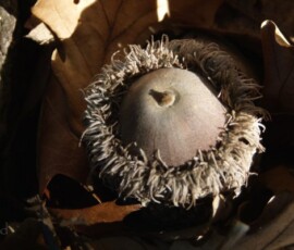 Burr or Bur oak acorn L1150155-imp