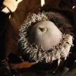 Burr or Bur oak acorn L1150155-imp