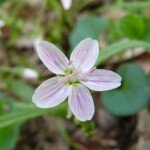 Spring Beauty - Photo by Sue Dingwell