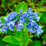 Virginia Bluebells - Photo by Sue Dingwell