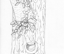 cercis-trunk_art-1