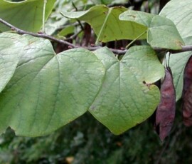 cercis_canadensis_fruits_ur_01s-1