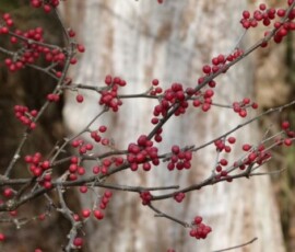 Berries ilex