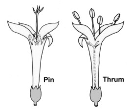 mitchella_repens_pin__thrum_diagrams_01s