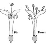 mitchella_repens_pin__thrum_diagrams_01s
