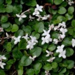 mitchella_repens_r-moss_dscn2375_300dpi