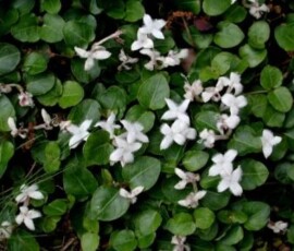 mitchella_repens_r-moss_dscn2375_300dpi