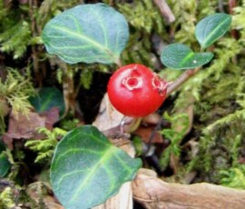 partridgeberry_r-stromberg_300dpi