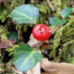 partridgeberry_r-stromberg_300dpi