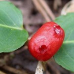 partridgeberryberry_r-stromberg_300dpi