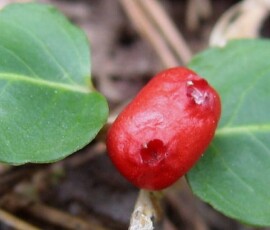 partridgeberryberry_r-stromberg_300dpi