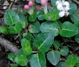 partridgeberrybuds_r-stromberg_300dpi
