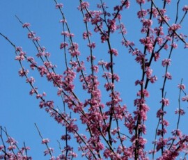 redbud-blue-sky-1