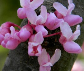 redbud-close-up-1