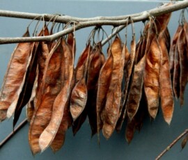 redbud-dried-pods-1