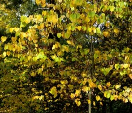 redbud-in-fall-1