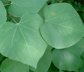 redbud-leaf-1