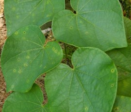 redbud-w-spots-1