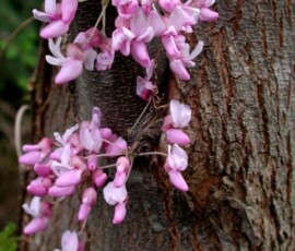 vertical-buds-1