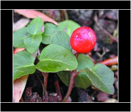 web-xberry
