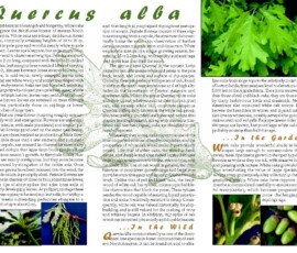 woy2011_brochure_side_1