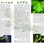 woy2011_brochure_side_1