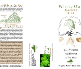 woy2011_brochure_side_2