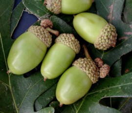 woy2011_closeup-of-acorns