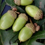 woy2011_closeup-of-acorns