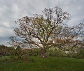 woy2011_p147-rgb16