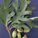 woy2011_quercus_alba_appomattox-ch-np_01s