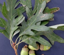 White Oak Leaves and Acorns woy2011_quercus_alba_appomattox-ch-np_01s