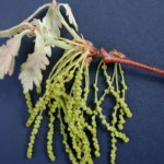 woy2011_quercus_alba_flatwater-cascades-brp-va_01s