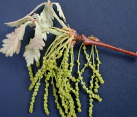 woy2011_quercus_alba_flatwater-cascades-brp-va_01s